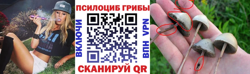 Псилоцибиновые грибы MAGIC MUSHROOMS  Петровск 
